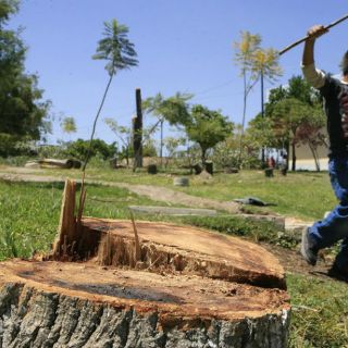 Siapa dañó 297 árboles en Zapopan, según ONG