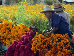 Compesinos oaxaqueños cosechan las flores tradicionals de esta festividad que serán vendidas en los panteones de México. NTX /