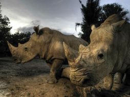 Los cuernos de rinocerontes son vendidos ilegalmente en países como Vietnam y China. Foto cortesía de Animal Planet  /