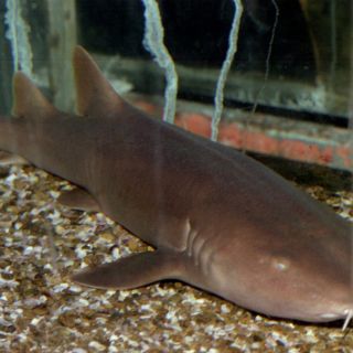 Un mito, que los tiburones sean peligrosos para el hombre: biólogos