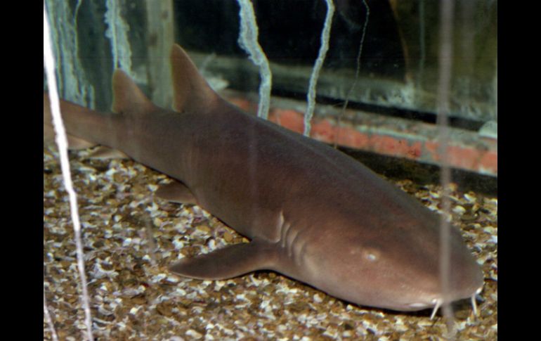 Las posibilidades de que un turista o buzo se encuentre con tiburones son casi nulas, pues poblaciones han disminuido por la pesca. ARCHIVO /