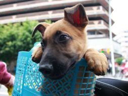 En el caso de las mascotas, los consultados dicen que no pueden dejar de comparles su comida. ARCHIVO /
