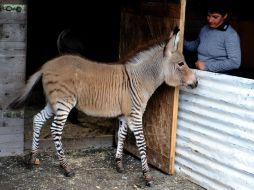 A los tres meses, Ippo ya es una celebridad. ARCHIVO /