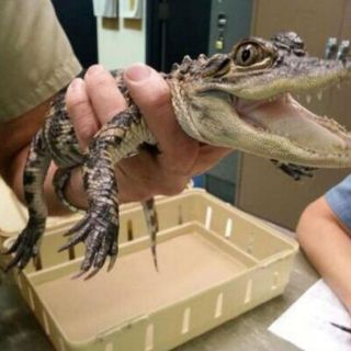 Hallan pequeño caimán en aeropuerto de Chicago