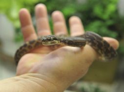 La sustancia del Ipé amarillo, puede disminuir la toxicidad del veneno de las serpientes. ARCHIVO /
