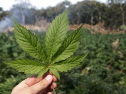 La venta de mariguana al por menor está programada para comenzar el 1 de enero en localidades de Colorado. ARCHIVO /