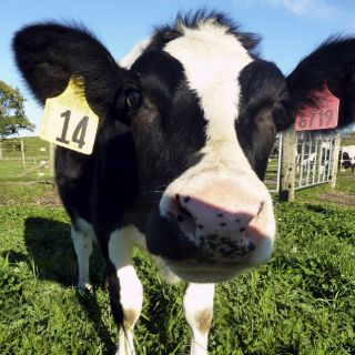 Los animales podrán cambiar de sexo gracias a una nueva técnica