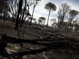 En 2012 un incendio arrasó más de ocho mil hectáreas del Bosque de La Primavera. ARCHIVO /