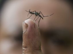 La epidemia de dengue que se ha dado en Nicaragua ha causado la muerte de 18 personas. ARCHIVO /