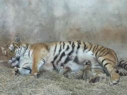 Los recién nacidos llegaron para agrandar la familia, donde el abuelo del grupo tiene 23 años. Tomada de: Zoológico de Asunción. ESPECIAL /