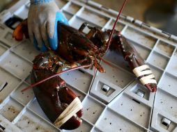 La industria alimentaria genera desechos de diversos animales como la langosta, lo que sirve para la generación de los materiales. ARCHIVO /