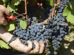 Asegura que la modificación de uso de suelo impactaría en la producción de uva y con ello de vino nacional. ARCHIVO /