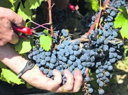 Ocho estados producen vino: Aguascalientes, Baja California, Coahuila, Chihuahua, Guanajuato, Nuevo León, Querétaro y Zacatecas EFE /