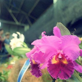 Crean Centro de Adopción de Plantas en peligro de extinción