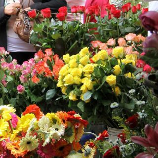 Cubrirán de flores la Plaza Liberación