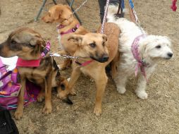 Además de tipificar el delito de 'animalicidio' se pretende crear una Unidad Especializada de Protección Animal. ARCHIVO /