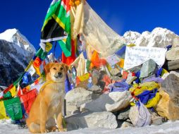 'Rupee' sobrevivió mediante una dieta de huevo y arroz que lo llevó a la cima del mundo. AFP /