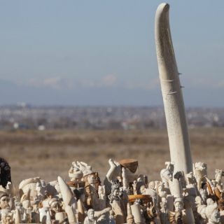 EU destruye más de seis toneladas de marfil incautado