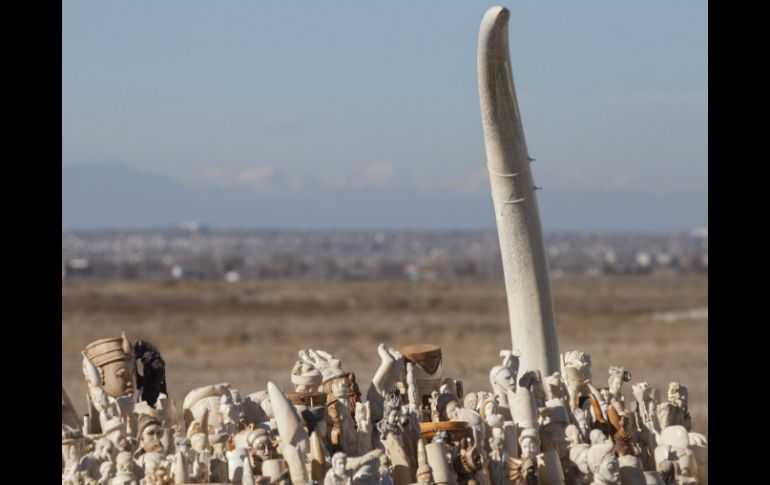El marfil decomisado se estima por funcionarios de medio ambiente de EU, que corresponde a unos dos mil elefantes. EFE /
