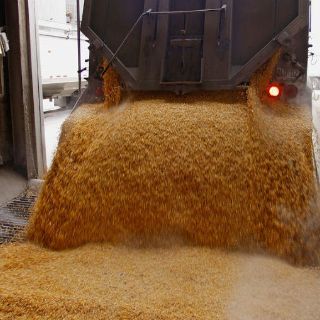 México podría adoptar sistemas en biotecnología