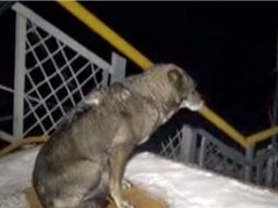 Naida esperó durante tres semanas sin éxito a su amo. ESPECIAL /