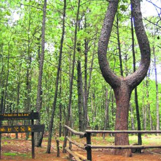 Quila, una serranía con una lira