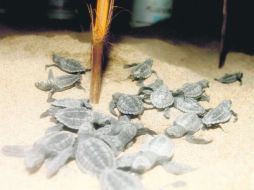 Recién nacidas. Sólo tres de cada 100 tortugas nacidas en un nido llegan a adultas.  /