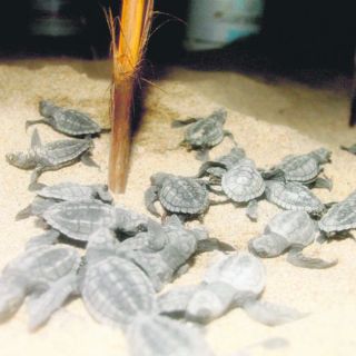 Faltan recursos para salvar más tortugas