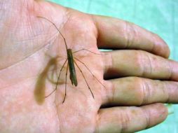 Se pide a la población seguir las recomendaciones para evitar la enfermedad. ARCHIVO /