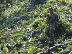 Indican que la mariguana es la droga de uso más amplio en el país y con un alto nivel de contrabando. ARCHIVO /