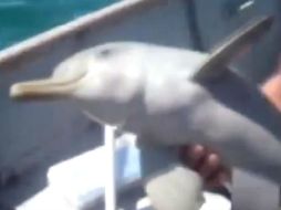 La acción captada en video se vuelve viral en las redes sociales. ESPECIAL /