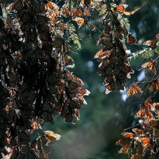 Mariposa monarca llega tarde y en menor cantidad a México