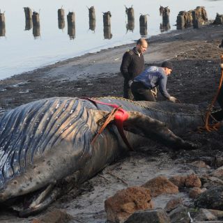 Una ballena aparece muerta en una playa brasileña