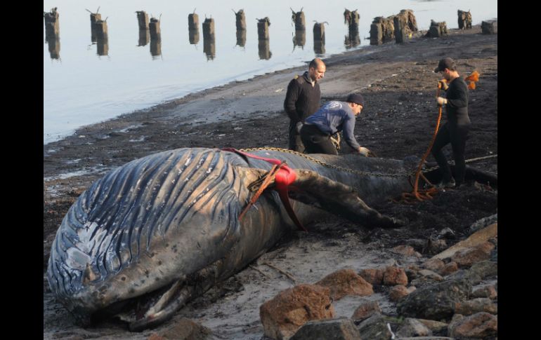 Otra ballena de la misma especie, fue encontrada recientemente sin vida en la playa paulista de Guarujá. ARCHIVO /