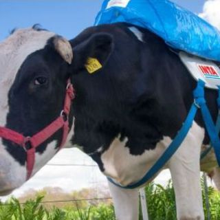 Técnicos convierten gases de vacas en biocombustible