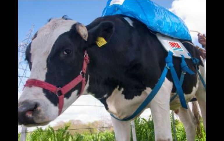 El gas metano producido por los gases llena una bolsa plástica que, a modo de mochila, se ubica en el lomo del animal. ESPECIAL /