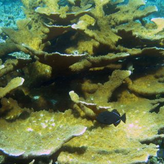 Investigadora usa biotecnología para repoblar arrecifes mexicanos