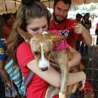 En primera jornada de adopción entregan a 77 mascotas