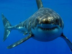 El gran tiburón blanco llega a medir hasta 5.5 metros de longitud. ESPECIAL /