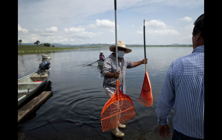 Se busca un consumo de alimentos sanos con los más estrictos controles de calidad, bajo el recién creado distintivo 'Calidad Jalisco'. ARCHIVO /