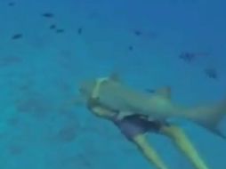 En la grabación se ve cómo el joven, sin llevar algún tipo de protección abraza a un tiburón por la parte del estómago. ESPECIAL /