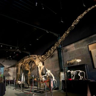 Fósil de Diplodocus, de 150 millones de años, es subastado