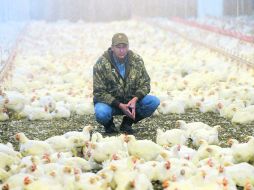 Jalisco ocupa el sexto lugar nacional en producción de carne de pollo de engorda, con un volumen de 180 mil 137 toneladas anuales.  /