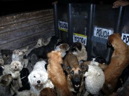 Los perros fueron trasladados a un antirrábico de la Secretaría de Salud. SUN /