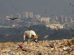 Las principales acciones para descontaminar la bahía fueron dejadas hasta los Olímpicos de 2016. AP /
