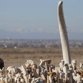 Decomisos de marfil alcanzan su mayor índice