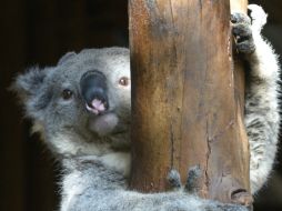 El koala emite sonidos graves inhalando y exhalando el aire de forma continua. AFP /