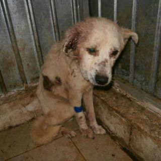 La crueldad contra los animales aumenta en Rumania