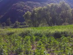 Más de 600 plantas de mariguana fueron localizadas y destruidas por elementos de la Policía de Zapopan.  /