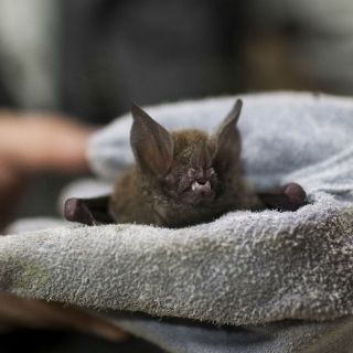 Nuevos hallazgos en Brasil sobre murciélagos